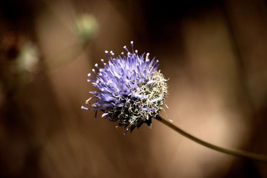 JASIONE