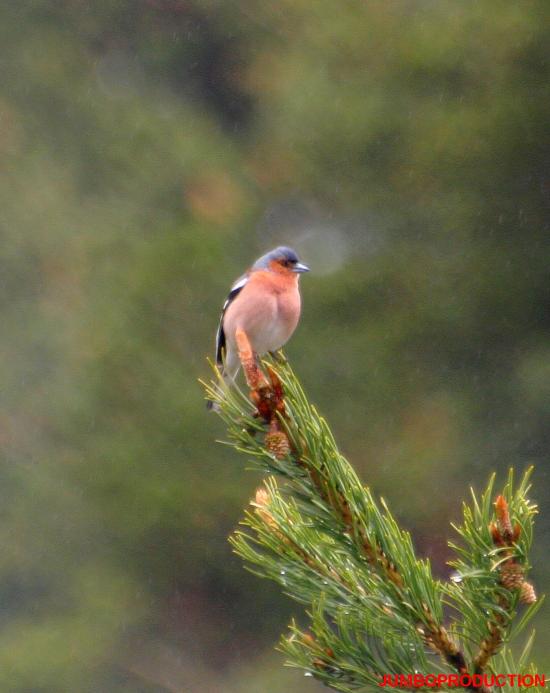 ROUGE-GORGE