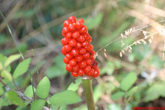 ARUM TACHETE/PIED VEAU/GOUET