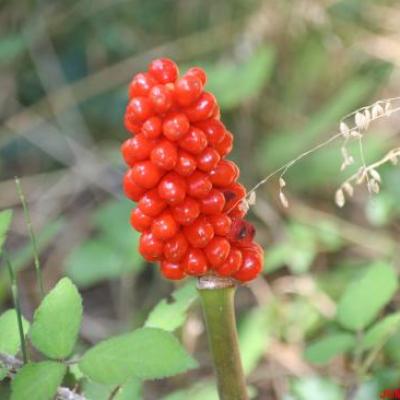 ARUM TACHETE/PIED VEAU/GOUET