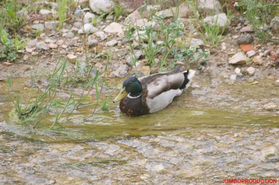 COLVERT male