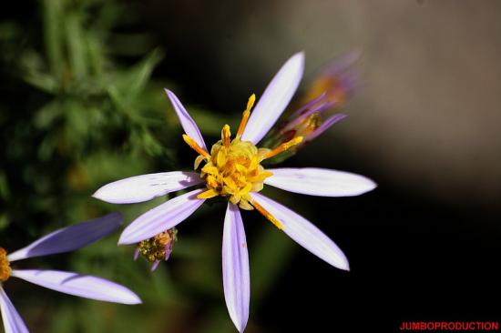 ASTER FEUILLES ORPINS