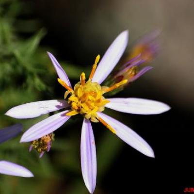 ASTER FEUILLES ORPINS