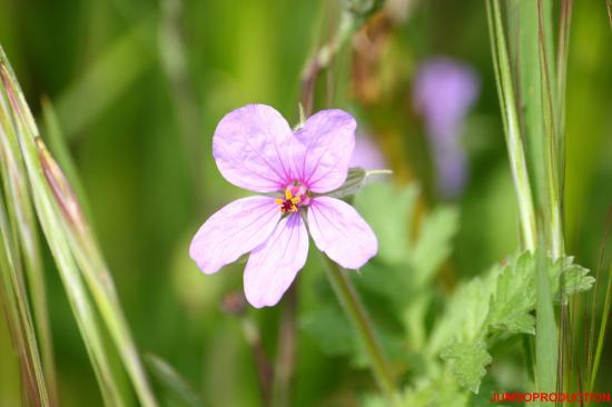 ERODIUM DE CHIOS