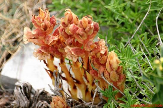 OROBANCHE ODEUR GIROFLE