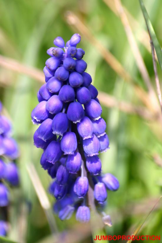 MUSCARI