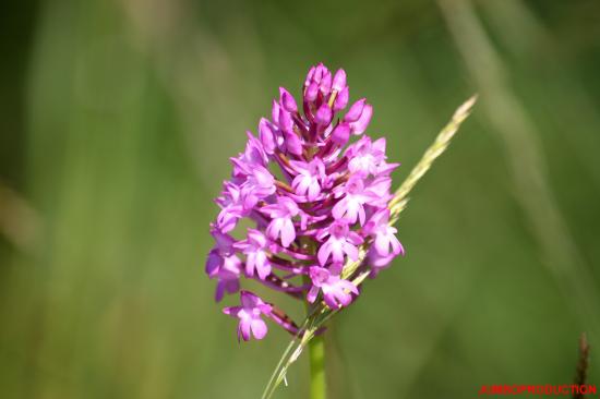 ORCHIS PYRAMIDAL