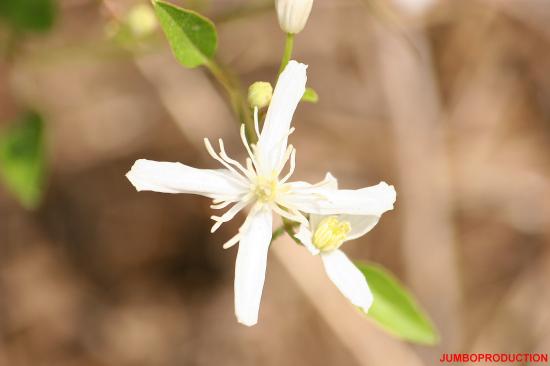 CLEMATITE DROITE