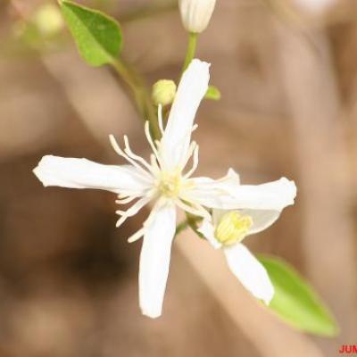 CLEMATITE DROITE