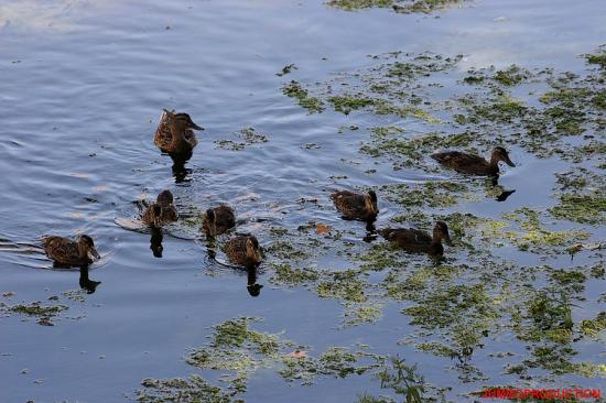 FAMILLE COLVERT