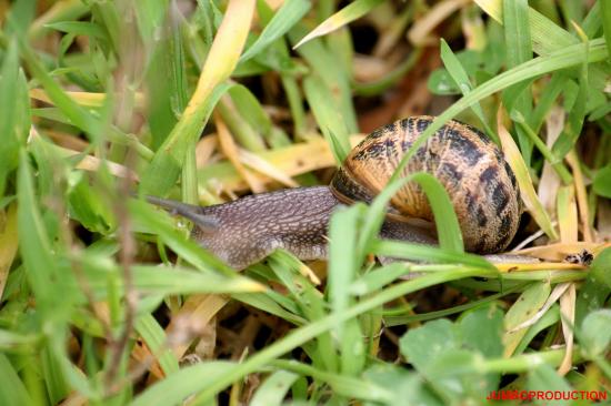 ESCARGOT