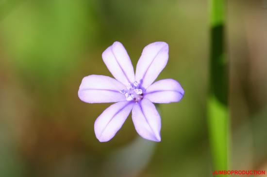 BRAGALOU  APHYLLANTE