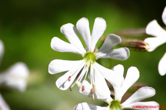 SILENE COMPAGNON BLANC