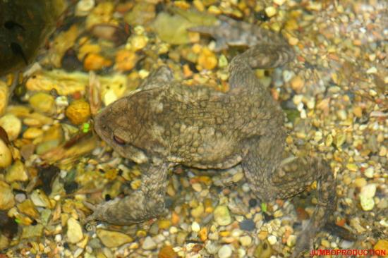 CRAPAUD DANS L EAU