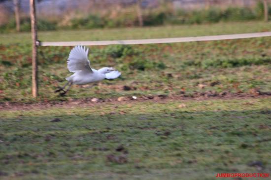 AIGRETTE