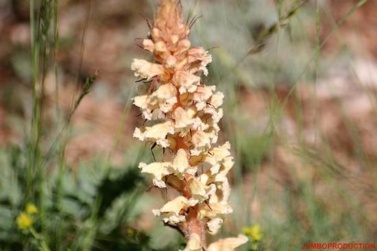 OROBANCHE