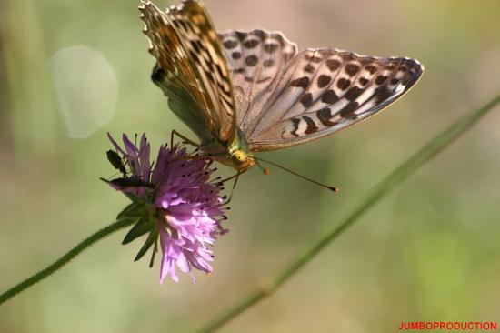 papillon