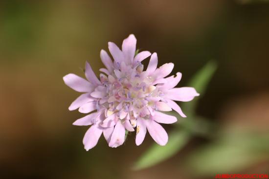 KNAUTIES FEUILLES ENTIERES