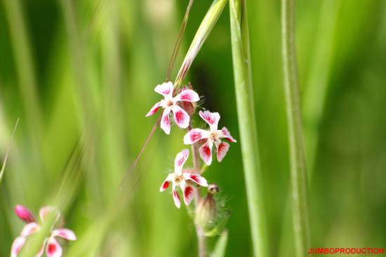 SILENE DE FRANCE