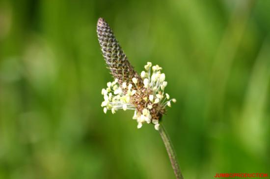 PLANTAIN