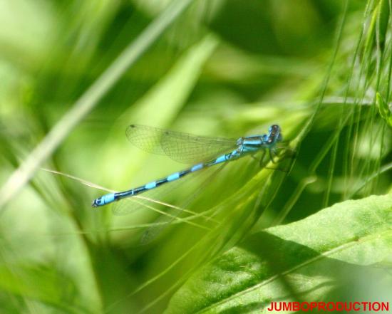 AGRION JOUVENCELLE