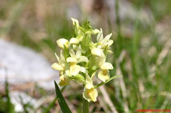 ORCHIS SUREAU