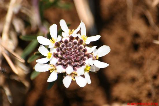 AETHIONEMA DES ROCHERS