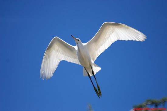 AIGRETTE