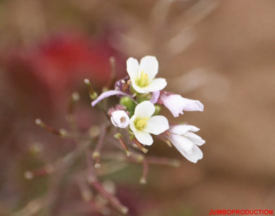 DIPLOTAXIS FAUSSE ROQUETTE