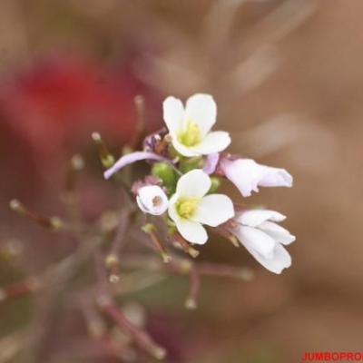 DIPLOTAXIS FAUSSE ROQUETTE