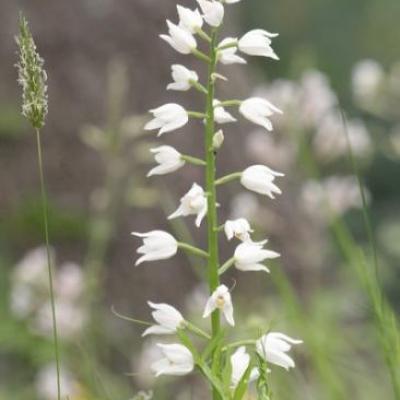 CEPHALANTHERE A LONGUES FEUILLES