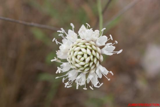 CEPHALAIRE BLANCHE