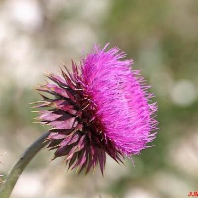 FLEURS BL./VIO./ROUGES