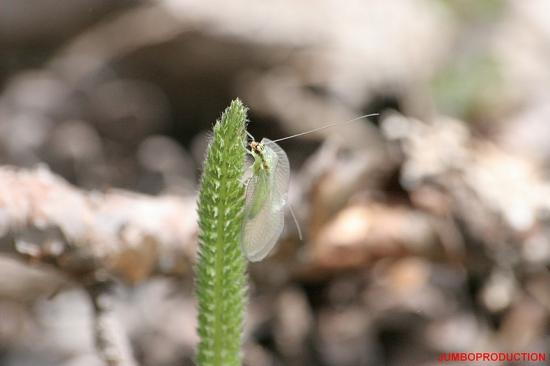 CHRYSOPE