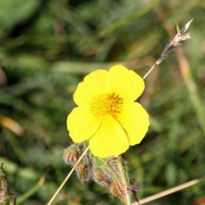 FLEURS JAUNES/MARRONS