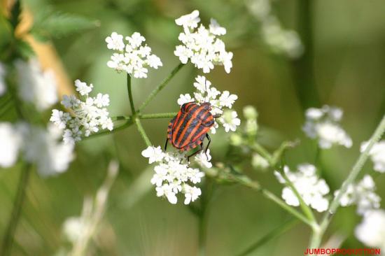 GRAPHOSOMA