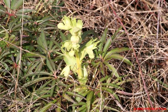 HELLEBORE FETIDE