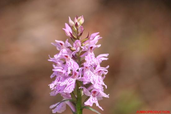 ORCHIS COULEUR SANG