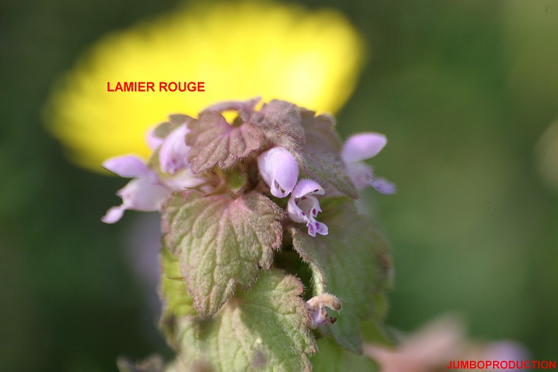 LAMIER ROUGE