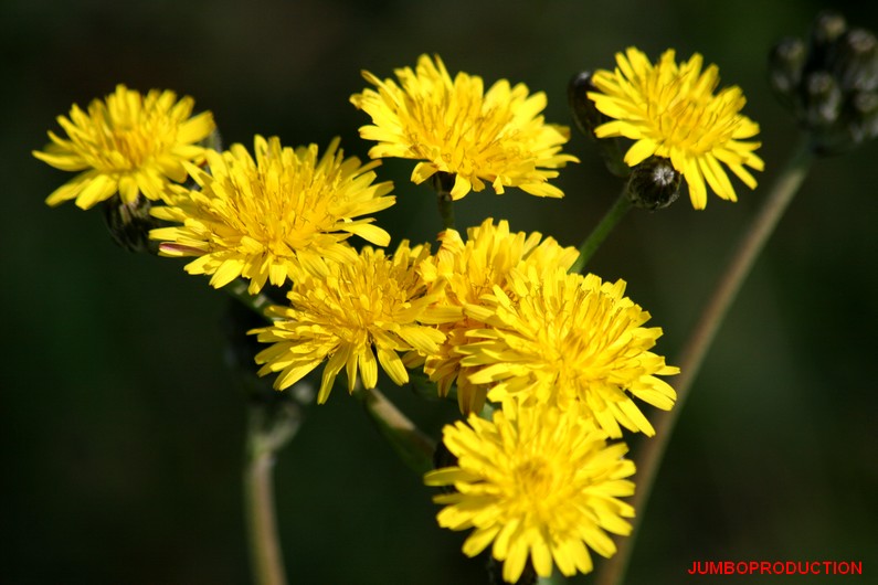 CREPIS VESICULES