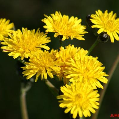 CREPIS VESICULES