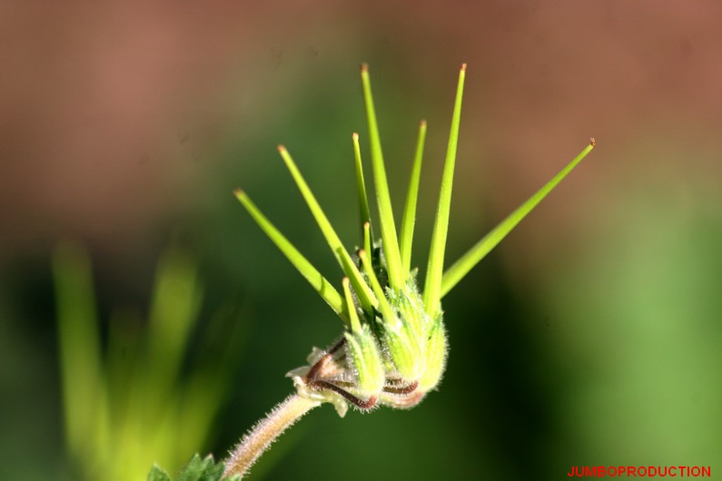 ERODIUM FAUSSE MAUVE