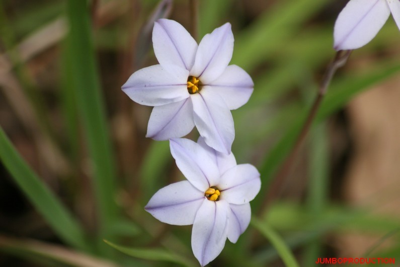 IPHEION