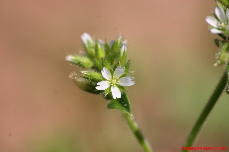 CERAISTE AGGLOMERE