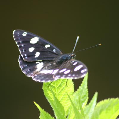 SYLVAIN AZURE