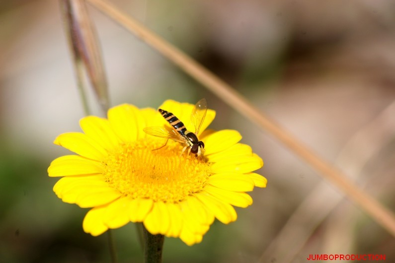 ANTHEMIS DES TEINTURIERS