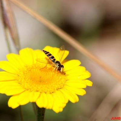 ANTHEMIS DES TEINTURIERS