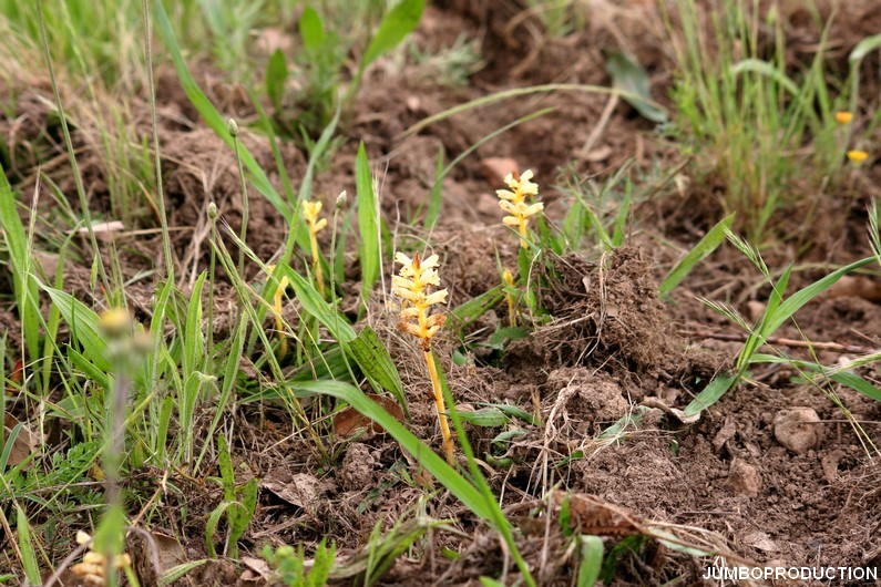 OROBANCHE JAUNE