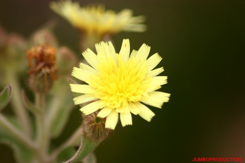 ANDRYALE FEUILLES ENTIERES