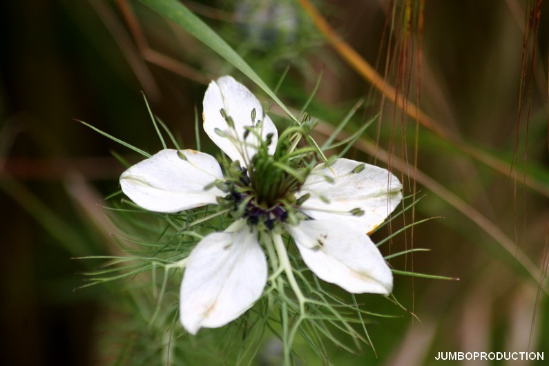 NIGELLE DE DAMAS